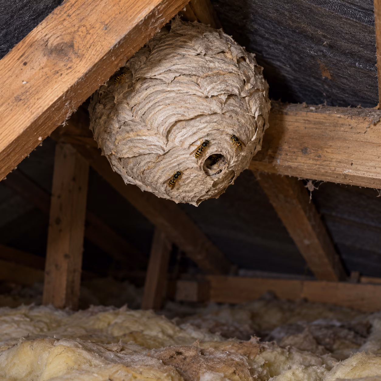 Wasp nest affecting a home