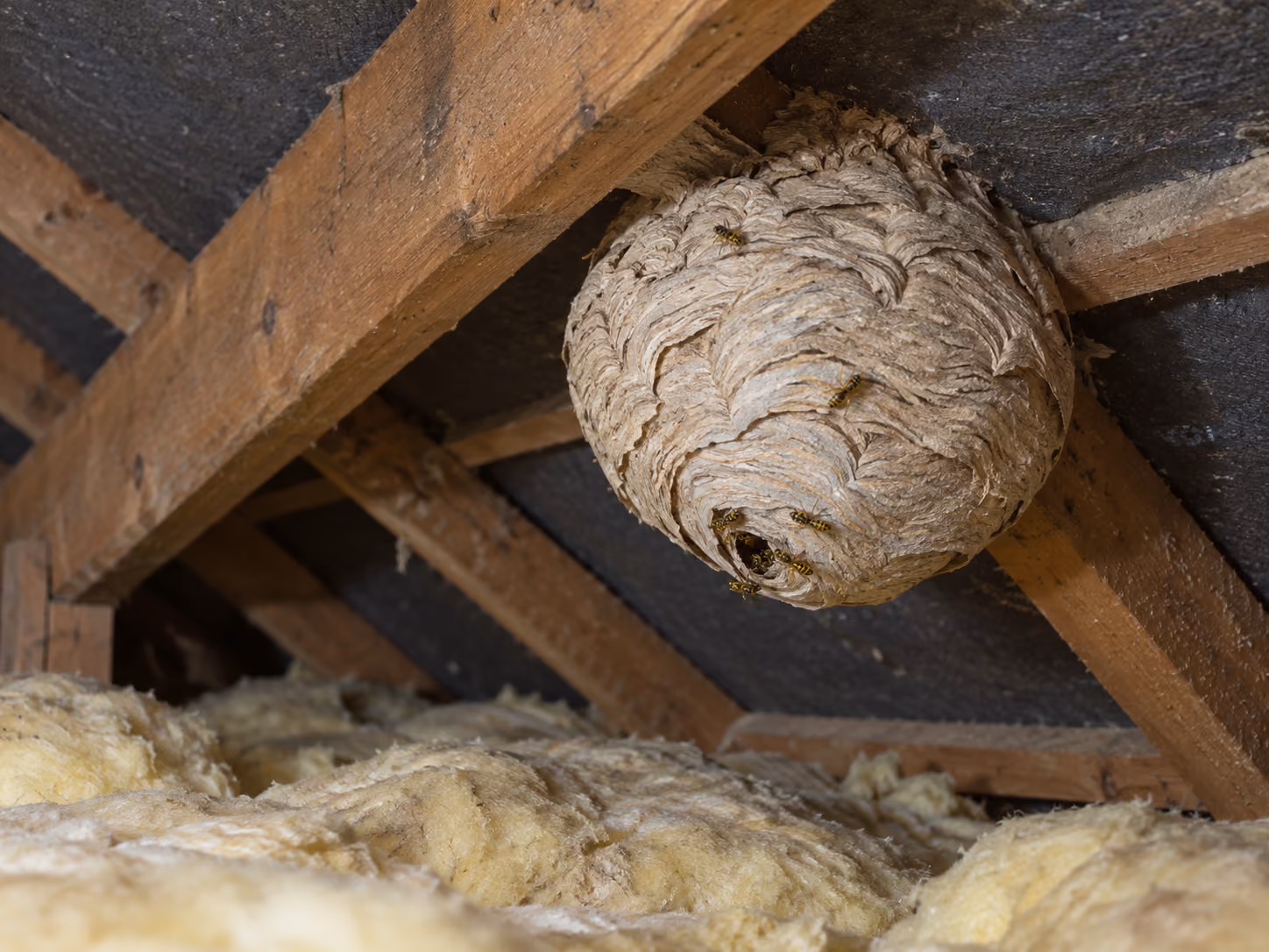 Signs of a pest infestation in a home